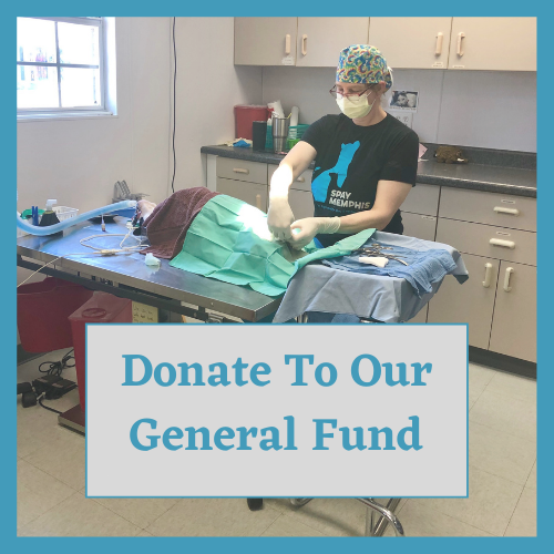 Donate Online SPAY Memphis