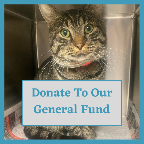 Donate Online SPAY Memphis